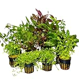 Aquariumpflanzen-Set, 5 Töpfe, gemicht für Vorder-, Mittel-, und...
