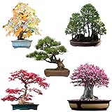 Außergewöhnliche Bonsai Samen mit hoher Keimrate - Pflanzen Samen Set...