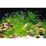 MIRRORANG 91x41cm Stein Aquarium Hintergrund Wasserpflanze Seegras Aquarium...