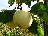 Apfelbaum, Weißer Klarapfel, Malus domestica, Obstbaum winterhart, alte...