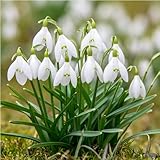 mgc24 Schneeglöckchen Galanthus woronowii einfach - 25 Blumenzwiebeln (ca....
