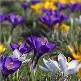 mgc24 Krokus Mischung großblütig - 50 Blumenzwiebeln (ca. 7-8mm)