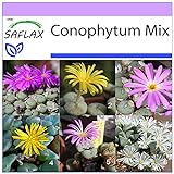 SAFLAX - Sukkulenten - Blühende Steine/Conophytum Mix - 40 Samen -...