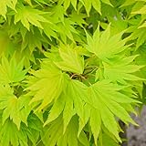 Acer shirasawanum 'Jordan' | Japanischer Ahorn-Laubbaum-Gartenpflanzenbaum...