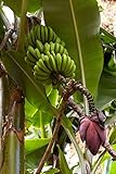 5 Samen von Musa acuminata Banana Exotic