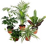 Großes Zimmerpflanzen Set mit 5 Pflanzen - 9cm