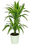 Dracaena deremensis 'Lemon Lime', Drachenbaum, echte Zimmerpflanze grün,...
