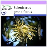 SAFLAX - Kakteen - Königin der Nacht - 40 Samen - Selenicerus grandiflorus