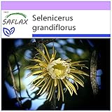 SAFLAX - Kakteen - Königin der Nacht - 40 Samen - Selenicerus grandiflorus