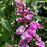 Schmetterlingsflieder Berries and Cream - Sommerflieder (Buddleja) Pflanze...