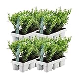 Plants by Frank – 24 Stechpalme Pflanze | Heckenpflanzen Winterhart | 24...