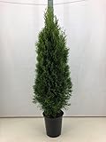 5st. Thuja Smaragd 120-150cm im Topf Lebensbaum Heckenpflanzen 'Edelthuja'...