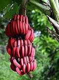 100 PCS sehr seltene rote Banane Samen, Outdoor ausdauernde Interessante...