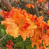 Azalee Winterhart, steingartenpflanzen winterhart Rhododendron, alte sorten...