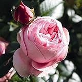 Kletterrose Giardina in Rosa - Kletter-Rose Nostalgie winterhart & duftend...
