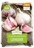 FLORTUS – Winterpflanzknoblauch XXL Germidour 3 Knollen zertifiziertes...
