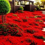 10000+ Stück Thymian, Bodendecker Winterhart Mehrjährig, Roter...