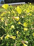 Große Nachtkerze - Oenothera biennis - Gemeine Nachtkerze - Ursprungsart...