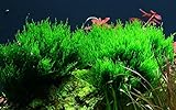 Tropica Aquarium Pflanze Moos Taxiphyllum 'Flame Nr.003H TC in Vitro 1-2...