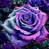 Kletterrose in Rosa - Kletter-Rose winterhart & duftend - Pflanze für...