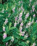 Galega officinalis 9x9 cm Topf – Winterhart, Mehrjährig, Pflegeleicht...