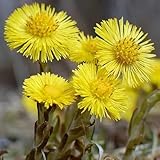Huflattich tussilago farfara, blumensamen alte sorten blumendeko garten...