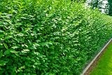 25st. Liguster Atrovirens 50-80cm reine Pflanzhöhe Ligustrum Atrovirens...