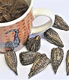 China Yunnan Jade Pagoda - Grüntee - Teeblume - Teeblüte mit Rosenknospe...