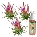 vdvelde.com - Ecoworld Tillandsia Ionantha Red Echt 3er Set - Tillandsien...