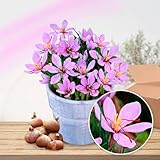 Safran Krokusse Sativus Zwiebeln (50 Stück), Exklusive Blumenzwiebeln aus...