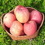 Apfelbaum, alte sorten exotische zwergobstbäume winterhart obstgarten...