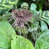 Schwarze Fledermausblume Samen, gartendeko für draußen Tacca chantrieri,...