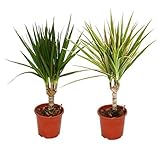 Exotenherz - Set aus 2 verschiedenen Drachenbäumen - Dracaena marginata +...