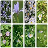 Aster indicus zimmerpflanze schmetterlingsflieder pflanzensamen exotisch...