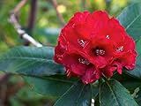 8 rote Rhododendron barbatum Blumensamen