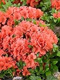 Rhododendron obt. 'Geisha orange' 25-30 cm - Azalee, orange Blüten,...