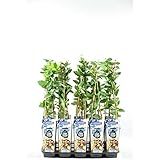 Sibirische Blaubeere Honigbeere Lonicera caerulea kamtschatica, ca. 30 cm...