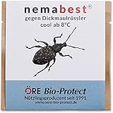 nemabest® cool HB+SF Nematoden zur Bekämpfung des Dickmaulrüsslers - 50...