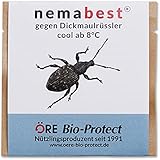 nemabest® cool HB+SF Nematoden zur Bekämpfung des Dickmaulrüsslers - 10...