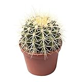 Goldkugelkaktus Echinocactus Grusonii 12 cm Ø - Pflegeleichter...