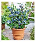 BALDUR Garten Topf-Heidelbeere Blaubeeren Pflanze, 1 Pflanze, Vaccinium...