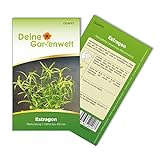 Estragon Mehrjährig Samen - Artemisia dracunculus - Estragonsamen -...