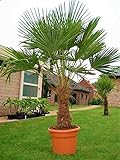 Seltene Palmen Kreuzung Trachycarpus Fortunei/Wagnerianus bis 160 cm....