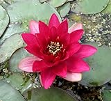 WASSERPFLANZEN WOLFF - Nymphaea 'Perry's Baby Red' fix und fertig im...