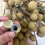 20 pcs Longan Samen, Fruchtsamen, obstbäume bonsai samen obstsamen...