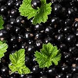 stachelbeere geschenke für gartenliebhaber Johannisbeeren schnell...