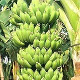 bananenpflanze zimmerpflanze samen bananenbaum winterhart, exotische samen...