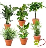6er-Pflanzen-Set “Tierfreund”, Bergpalme, Glückskastanie,...