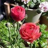ranunkeln, winterharte für garten balkon Ranunculus deko wohnzimmer...