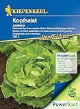 Kiepenkerl Profi-Line Kopfsalat Analena PowerSaat - Winterhartes Garten...